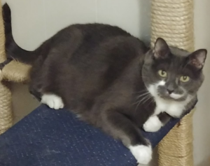 BellenPaws.com - Paws on the Living Room Tree