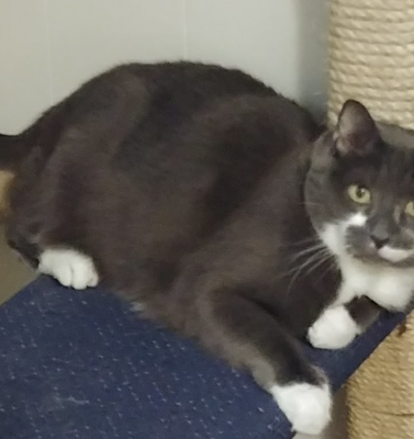 Daily Quality of Life Checks Every Senior Pet Owner Should Do