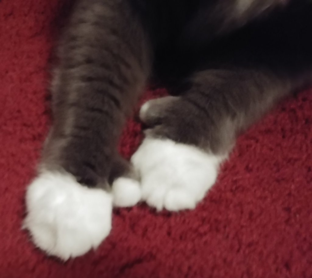 Paws and his Paws
