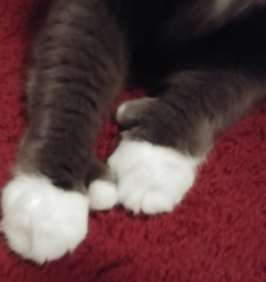 Long-Term Behavioral Consequences of Declawing Cats