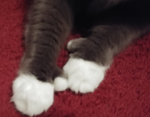 Paws and his Paws