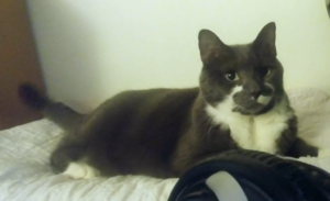 Paws On The Side Of The Desk