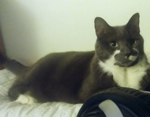 Paws On The Side Of The Desk