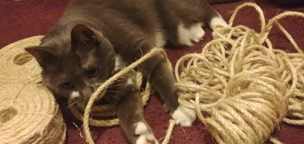 Paws enjoying the Sisal