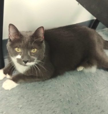 The “Invisible” Signs of Pain: How to Tell if Your Senior Pet Is Hurting