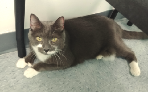 The “Invisible” Signs of Pain: How to Tell if Your Senior Pet Is Hurting