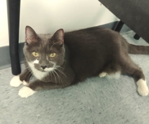 The “Invisible” Signs of Pain: How to Tell if Your Senior Pet Is Hurting