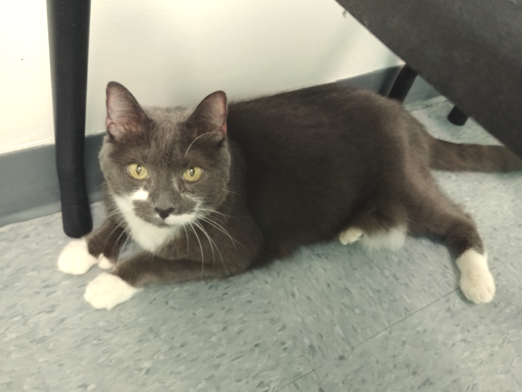 BellenPaws.com - Paws Under Table