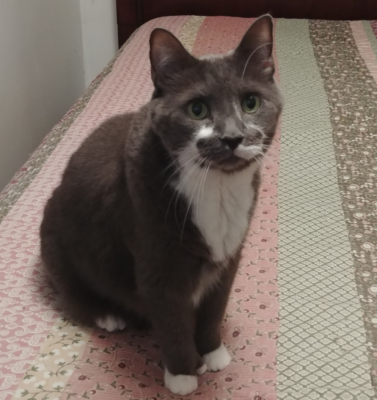 Grooming Hacks for Pets Who Absolutely Hate Being Brushed
