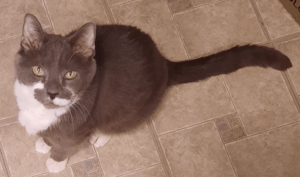 BellenPaws.com - Paws Peeved