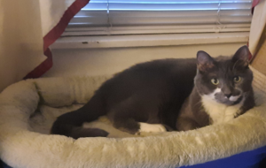Paws in Bed by Window