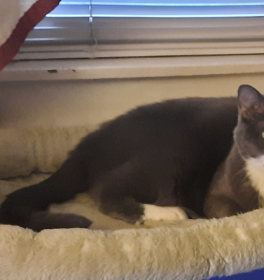 Environmental Enrichment as Medicine: Reducing Stress Without Drugs