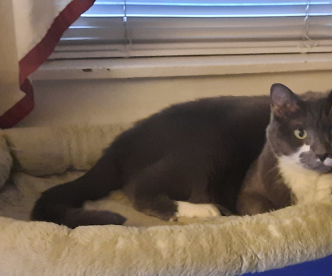 Environmental Enrichment as Medicine: Reducing Stress Without Drugs