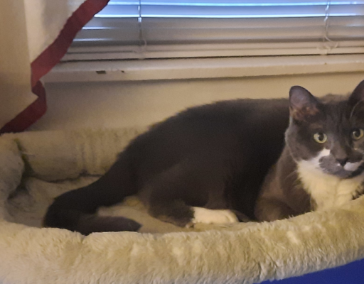 BellenPaws.com - Paws in Bed by Window