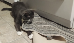 Paws Playing with a Mouse