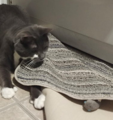 Interactive Play Ideas for Lethargic or Bored Felines
