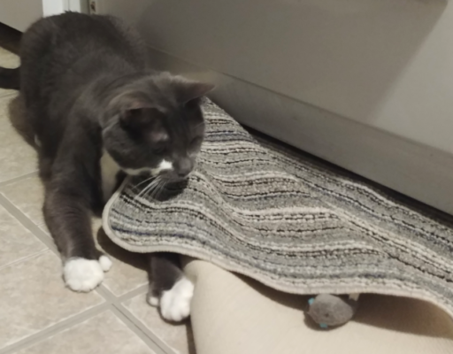 Paws Playing with a Mouse