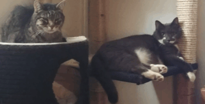 BellenPaws.com - Zippy and Paws