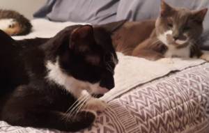 BellenPaws.com - Paws and Bentley