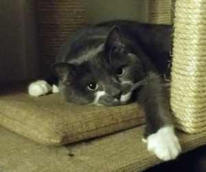 BellenPaws.com - Paws feeling lazy