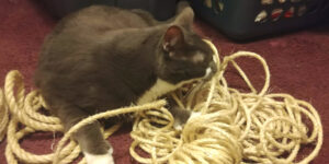 BellenPaws.com - Sisal Photo-shoot 009