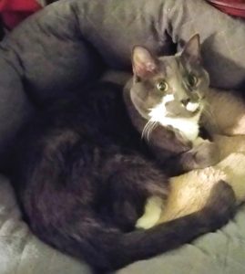 Paws in Bed
