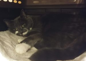 BellenPaws.com - Paws Hiding