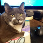 BellenPaws.com - Paws on keyboard 3