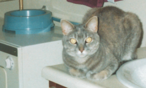 Pebbles with Dish