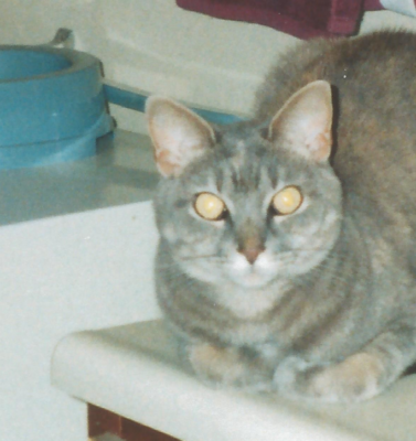 Prescription Renal Diets vs. Homemade: Choosing Food for a Pet With Kidney Disease