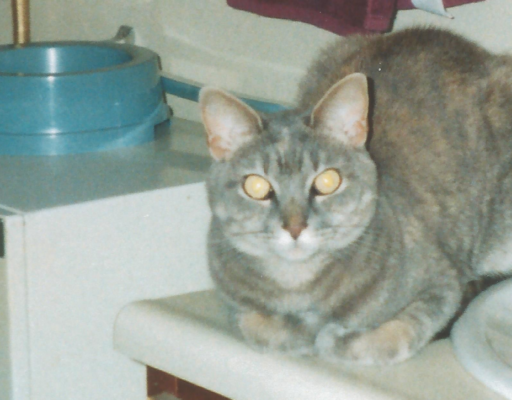 Pebbles with Dish