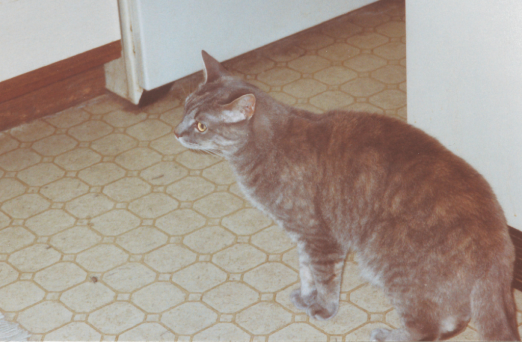 Pebbles in the Kitchen