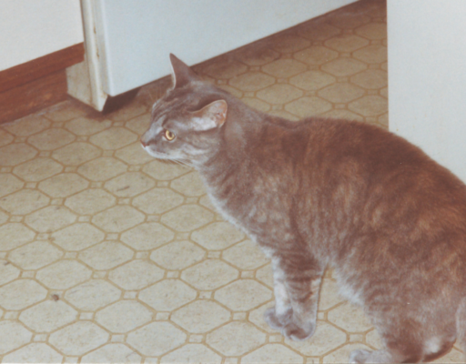 Pebbles in the Kitchen