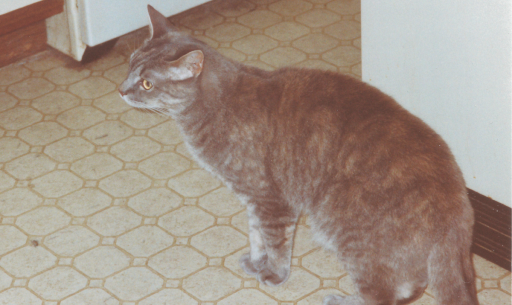 Pebbles in Kitchen