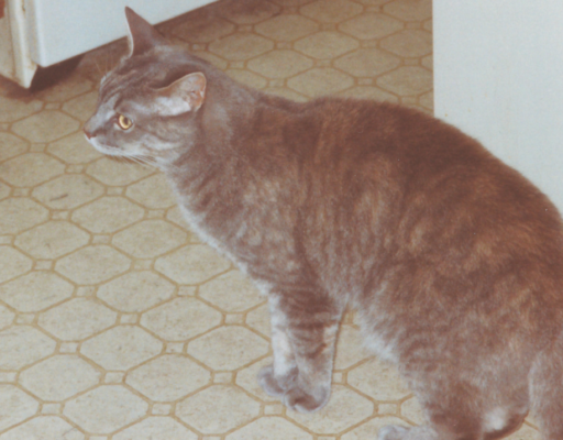 Pebbles in Kitchen