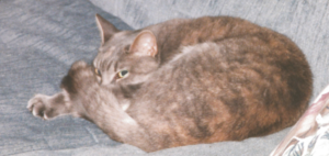 BellenPaws.com - Pebbles Resting