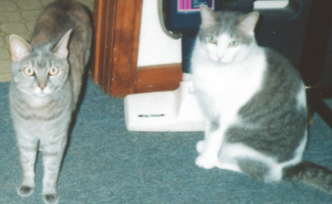 BellenPaws.com - Pebbles and Bam Bam 2