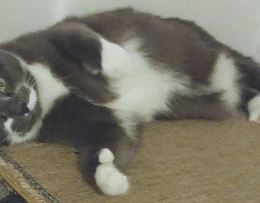 BellenPaws.com - Playful Paws