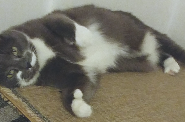 How Aging Changes a Pet’s Sleep, Appetite, and Social Needs