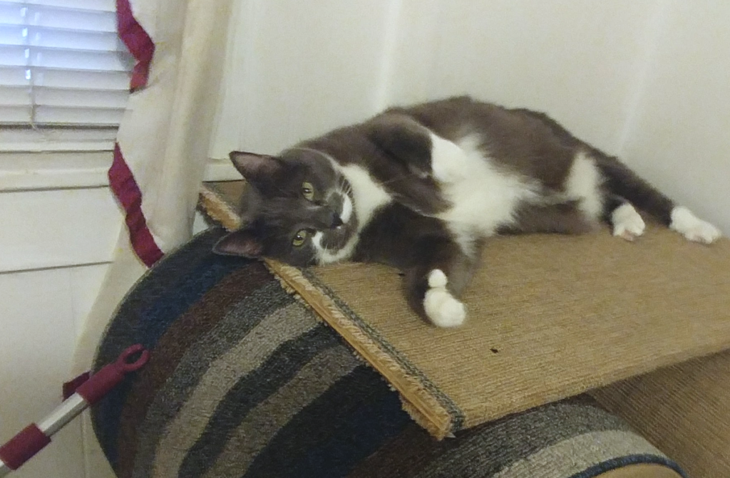 Paws Playfully Laying on the Start of His and Belle's Tree