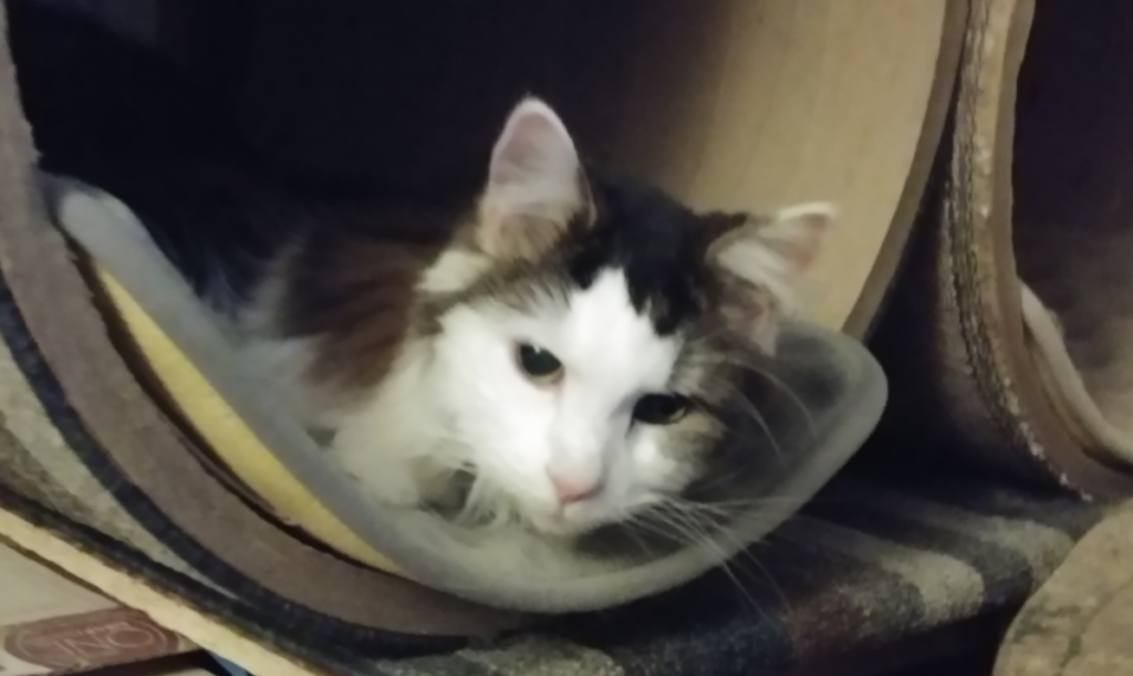 Rascal in Tube