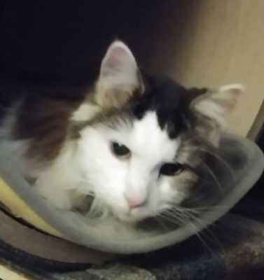 Subtle Signs of Pain Most Pet Parents Miss: Hidden Discomfort in Cats and Dogs
