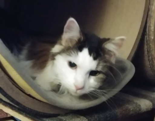 Rascal in Tube