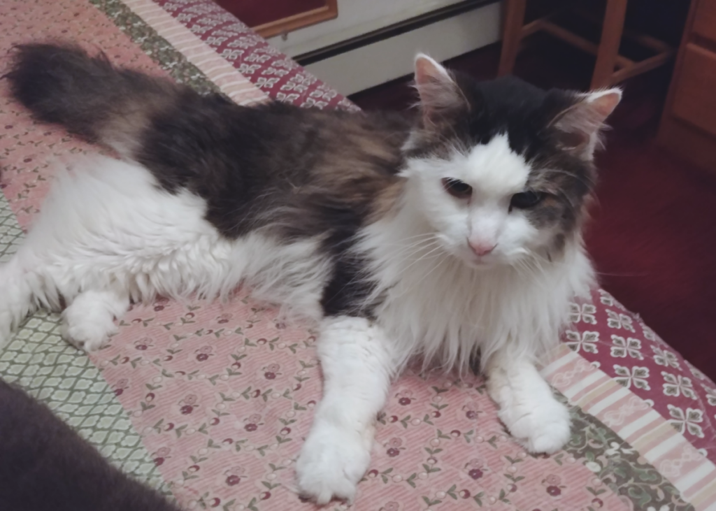 Rascal on Bed