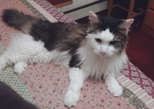 Rascal on Bed