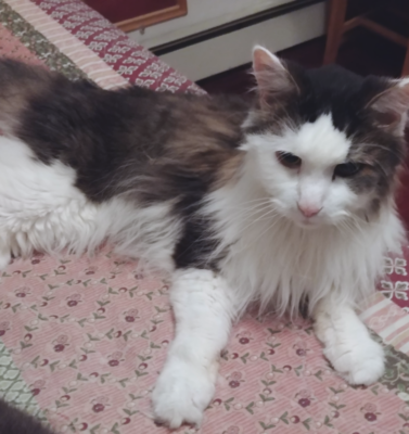 Hydration Tips for Kidney-Prone Cats: Fountains, Flavored Ice, Hydra Care, and Wet-Food Slurries