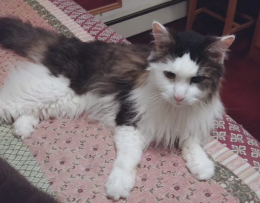 Rascal on Bed
