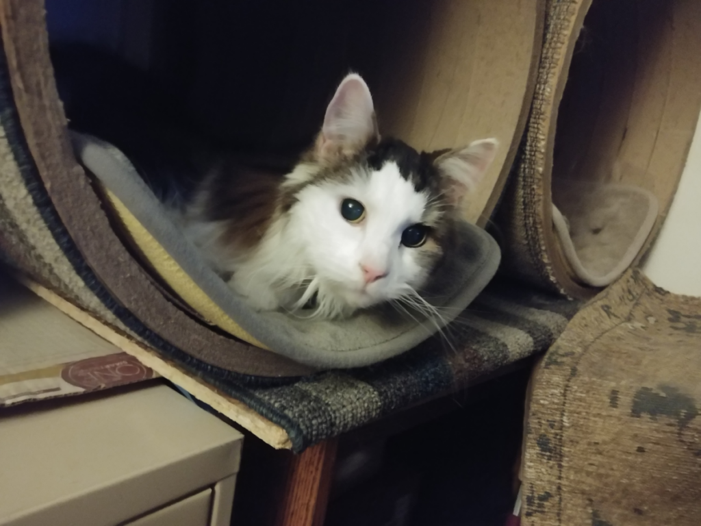 Rascal Peeking Out of His Tube