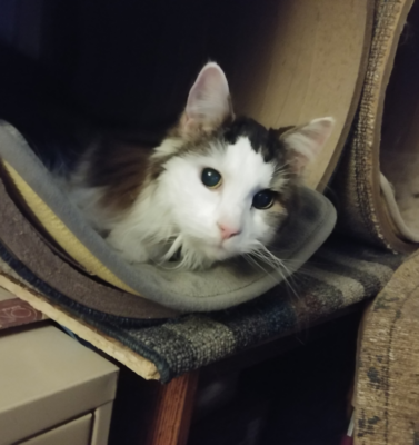 Hyperthyroidism in Cats: Managing Restlessness, Agitation, and Behavioral Changes