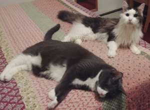 BellenPaws.com - Rascal with Belle